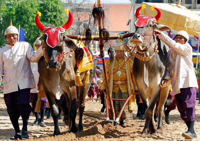 khmer-royal-ploughing-ceremony