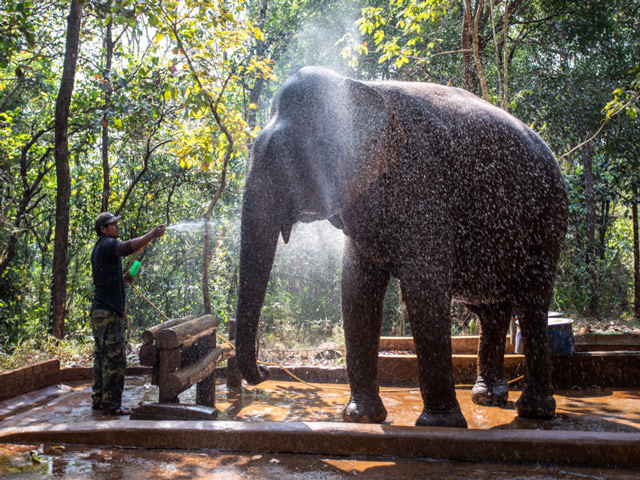 Sanctuary staff assisting an elephant near a river bank
