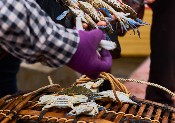 A fisherman sorting through freshly caught crabs at the waterfront