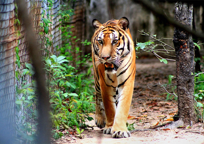Angkor Center for Conservation of biodiversity