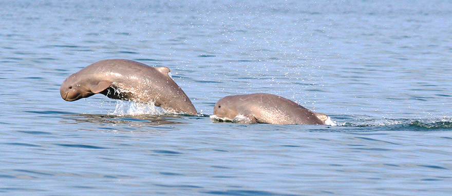 INT-C-CFD07 7 Days Cambodia Family Tour with Dolphin Watching
