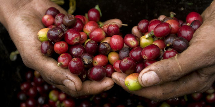 Cambodian Coffee