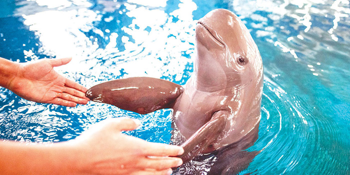 irrawddy-dolphins-in-cambodia