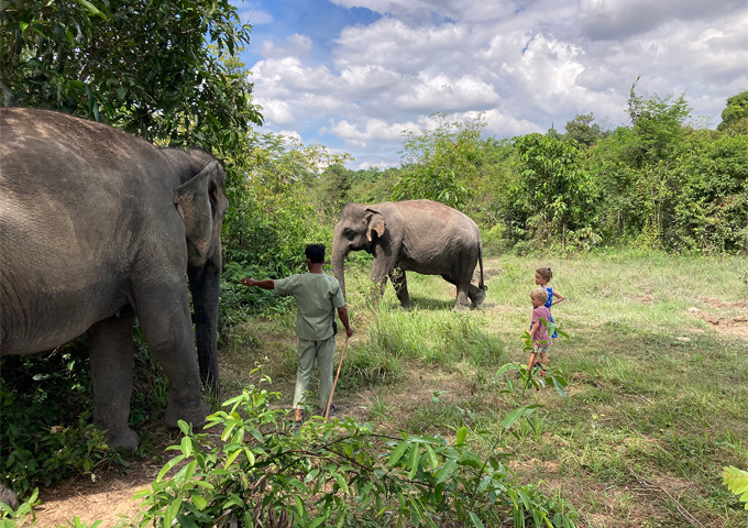 follow-the-leader-at-the-kulen-elephant-forest-sanctuary