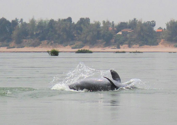Irrawaddy dolphins in Kratie Town