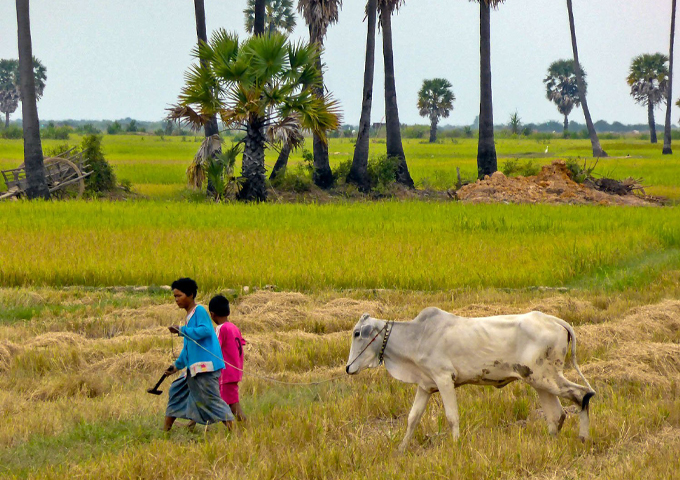 two-cambodian-children-lead-cows-through-the-rice-fields