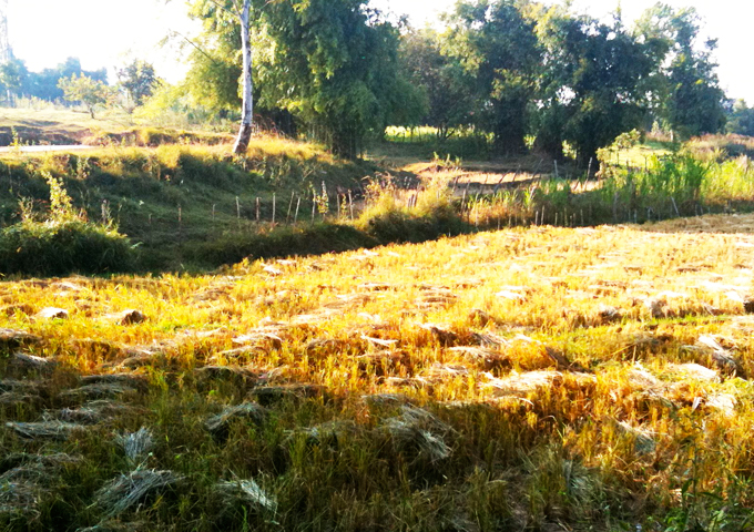 dry season