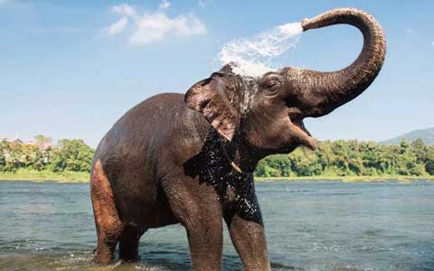 7 Facts about Elephants in Thailand