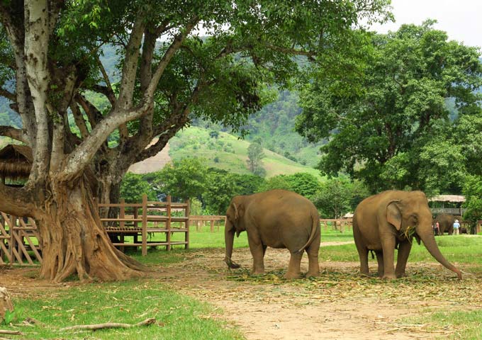 Elephants in Chiang Mai Nature Park