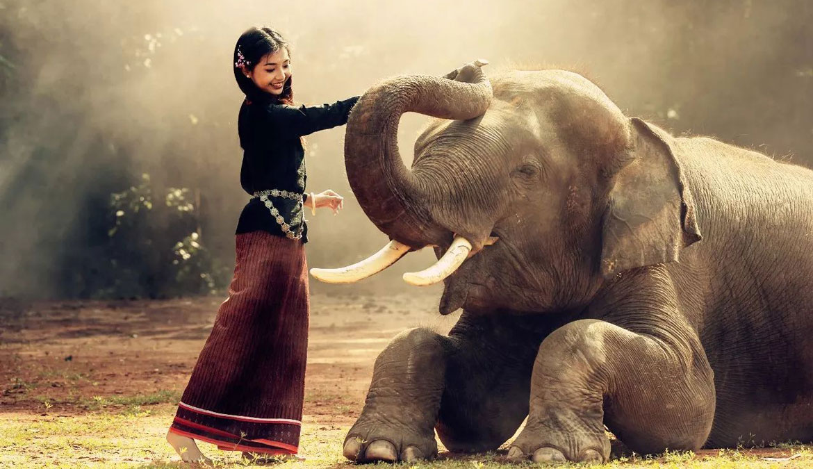 No Riding, Protect Instead 6 Best Places to Visit Elephants in Thailand