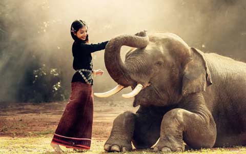 6 Best Places to Visit Elephants in Thailand