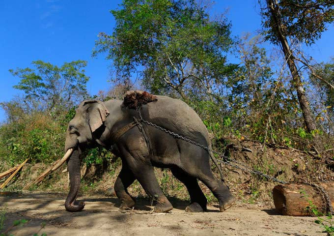 Thai Elephants in Logging Industry