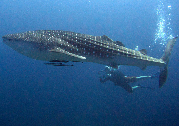Richelieu Rock in Similan Islands