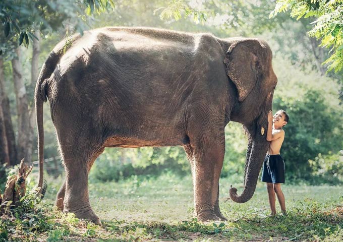 Thailand Elephant Tour