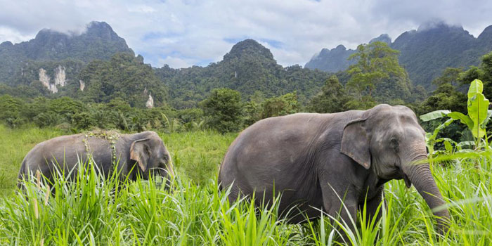 Elephants in Thailand