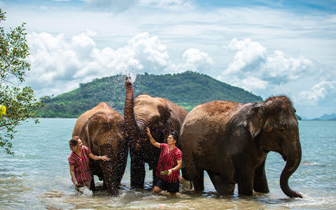 Elephants in Thailand: Facts, Elephant Riding & Where to See?