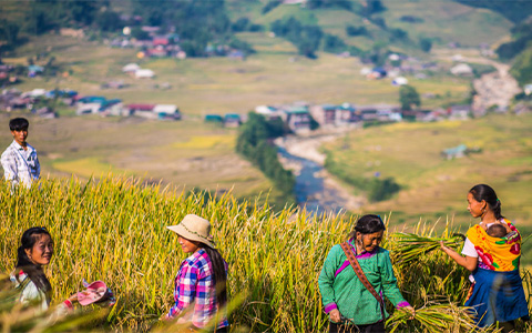 8 Things Need to Know about Vietnam Rice Paddy Fields