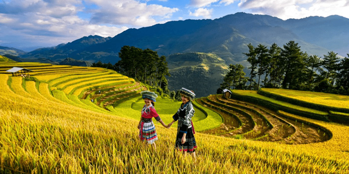 golden-terraced-fields-in-autumn-in-sapa