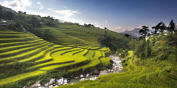sapa-green-terraced-fields-in-summer