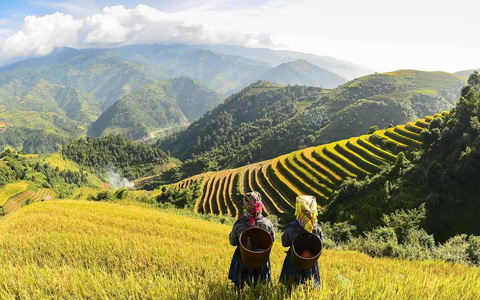 Sapa Vietnam in August: Is It a Good Time for Sapa Tour in August? 