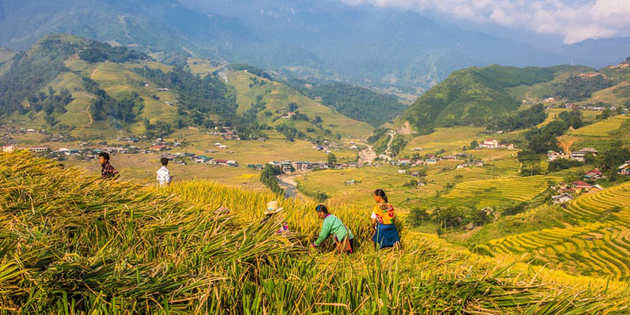sapa-rice-harvesting-in-september