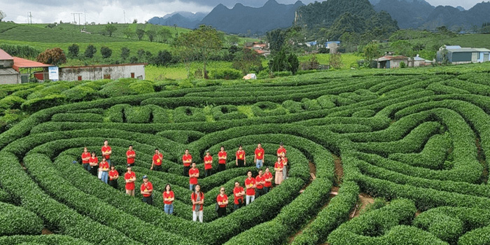 moc-chau-heart-shaped-green-tea-hill