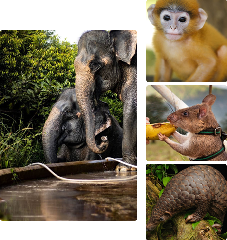 Wildlife and Nature