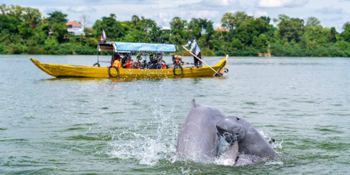 visit-irrawaddy-dolphins-in-kratie
