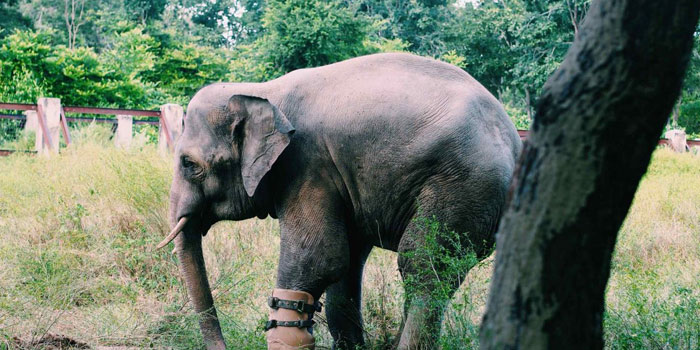 tamao-wildlife-rescue-center