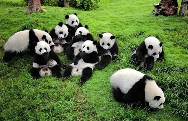 ICT-C-CT9 9 Days Classic Beijing Xi’an Chengdu Tour with Pandas