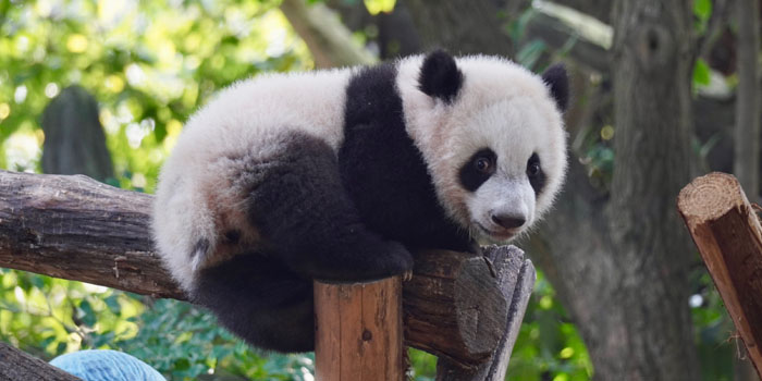 chengdu-giant-panda-photo