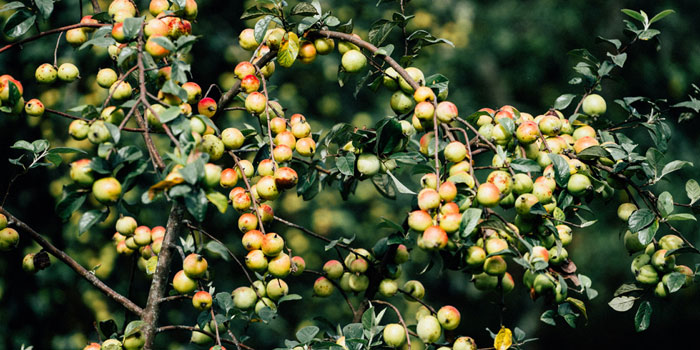 Tao Meo fruits of Sapa