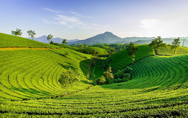 Vietnam Tour