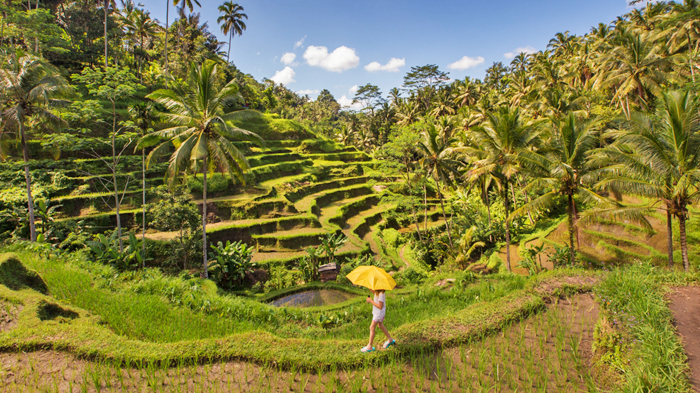 Bali winter travel with rice fields and culture
