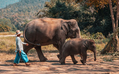 Close Encounter with Elephants