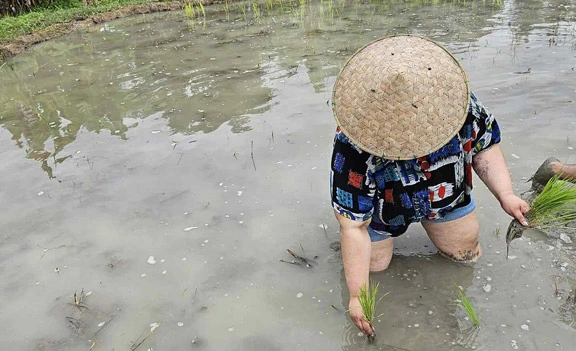 A member of Maria's family planting rice at Living Land Farm in Luang Prabang