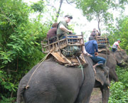 Elephant Riding Experience in Chiang Rai