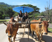 Myanmar Ox Carts
