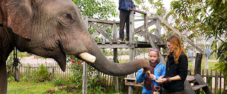 Feeding Elephant